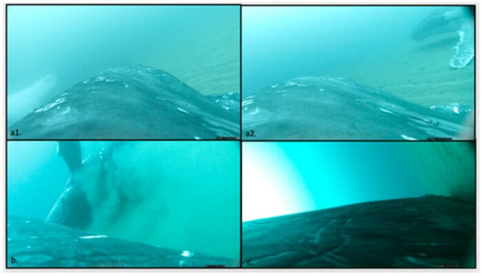 Bottom contact behaviour documented with CATS camera. Screen shots showing an accompanying whale on its back during sand rolling (a1) and an accompanying whale moving its pectoral fin over the substrate from tag a (a2). Sand rolling performed by an accompanying whale during deployment of tag (b) and the tagged individual using its pectoral fin before rolling on its back from tag (c)