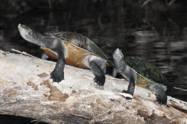 Freshwater turtle basking at night. Image captured for study into nocturnal basking habits.