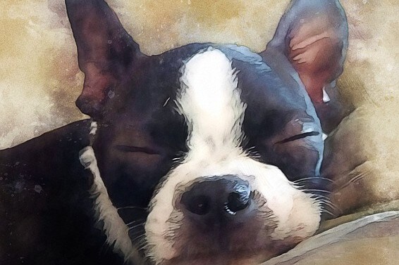 Sleeping terrier dog