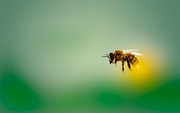 Bee flying mid-air