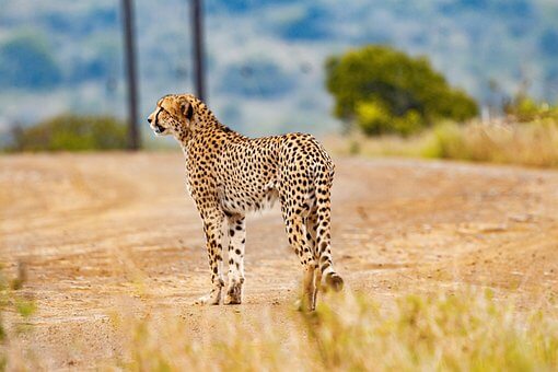 A lone cheetah in a grassy place