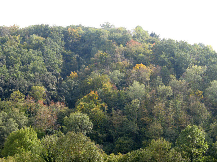 canopy of trees