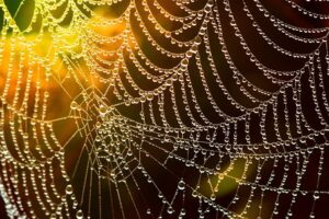 Spiderweb with dew in the morning
