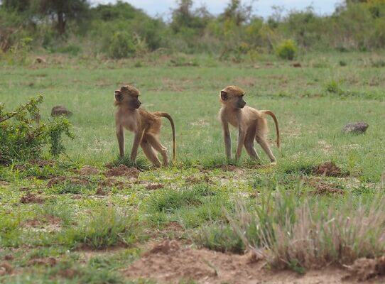 Adult Friendships Can Triumph Over Childhood Trauma, Even in Baboons