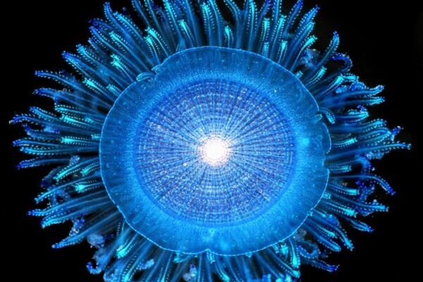 Converging ocean currents bring floating life and garbage together