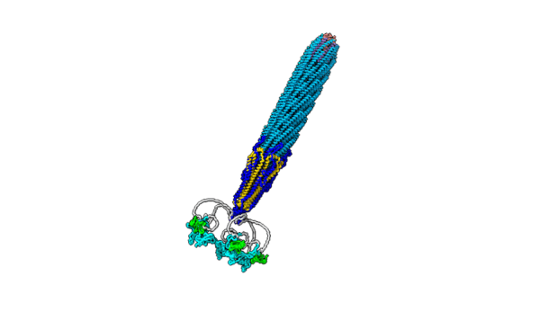 Looks like Marge Simpson: Phage structure captured for the first time