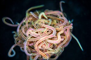 A new study explains how California blackworms can twist and curl around each other by the thousands, forming tightly wound balls and then untangling just as quickly. Credits:Image: Harry Tuazon