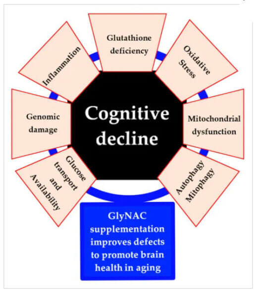 Model of cognitive decline and the effect of GlyNac