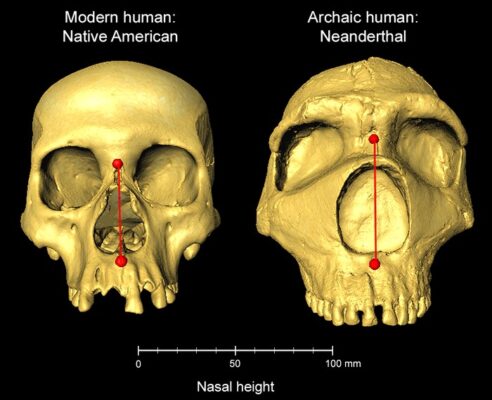 Modern human and Neanderthal skulls, showing difference in nas...                    </div>

                    <div class=