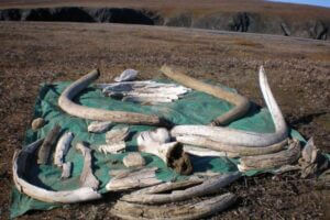 Field photo of woolly mammoth tusks, teeth and assorted bones collected on Wrangel Island by co-authors (and others) of the new Nature study. These specimens were not used in the study. They were found at least partly exposed while prospecting along river channels and banks. Image credit: Alexei Tikhonov