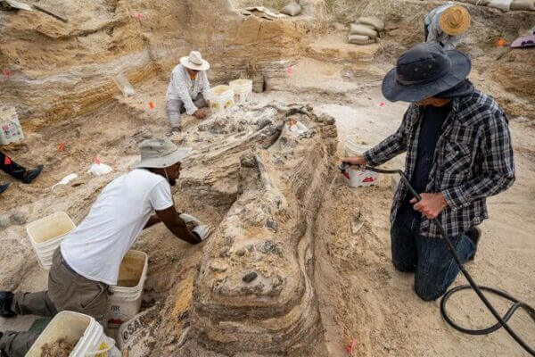 Paleontologists Discover Elephant Graveyard In North Florida ...