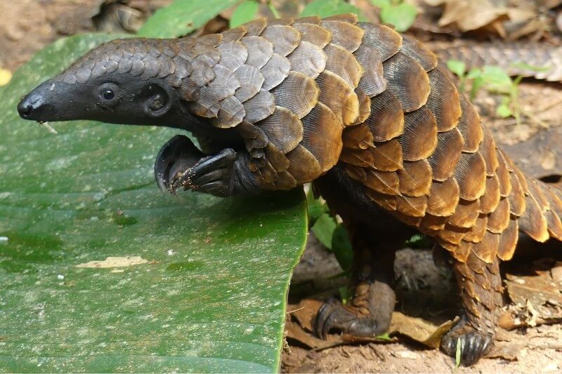 The UCLA-led research created a valuable genetic resource to help control poaching, which is the primary reason pangolins are endangered.