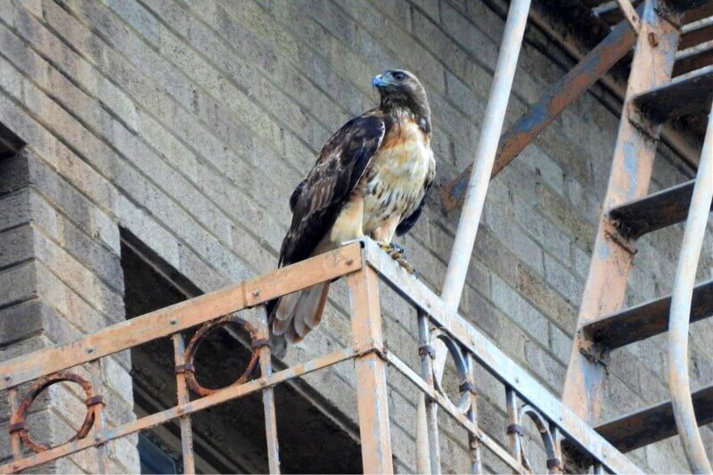 A red-tailed hawk in the Koreatown section of Los Angeles. A UCLA-led study concluded that there would be dramatic loss of diversity among bird species unless there are practical plans to preserve it.