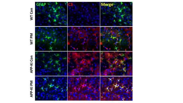 The study examined the brains of two types of mice: normal mice and mice with Alzheimer's disease. The mice were exposed to purified air or very small particles in the air. The researchers wanted to see if there were any changes in a type of brain cell called astrocytes. The astrocytes were stained green in the images, and the harmful and activated astrocytes appeared red. The merged images showed that the harmful astrocytes were more prevalent in the brains of the Alzheimer's mice exposed to the small particles. This suggests that exposure to these particles can activate harmful astrocytes in the brains of mice with Alzheimer's disease.