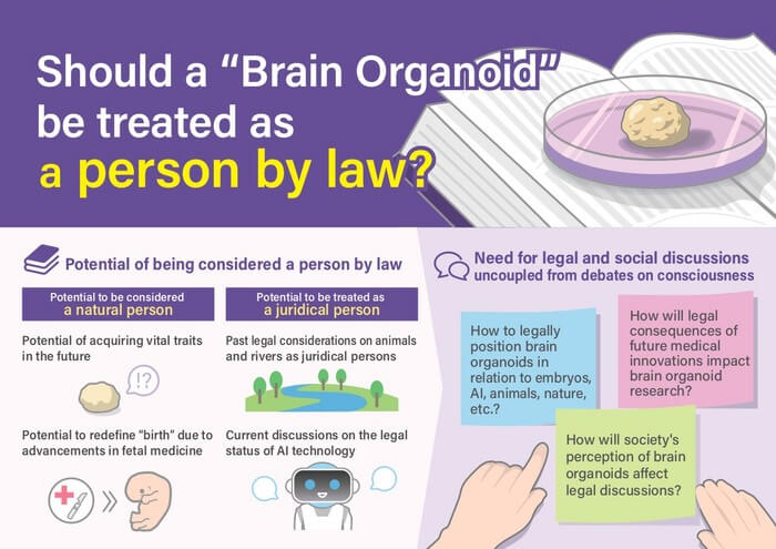 Infographic on brain organoids and their potential humanity