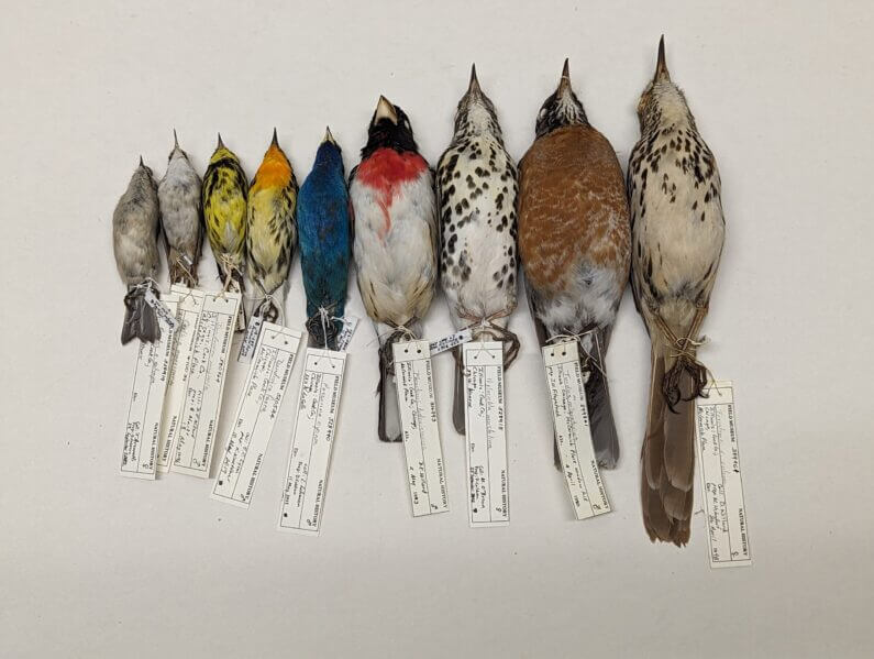 Bird bodies lined up by size