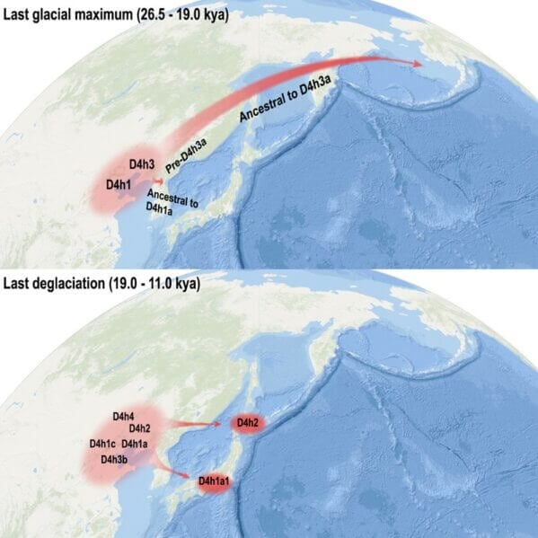Infochart showing migration from China to Japan, and then to the Americas