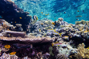 Underwater vista