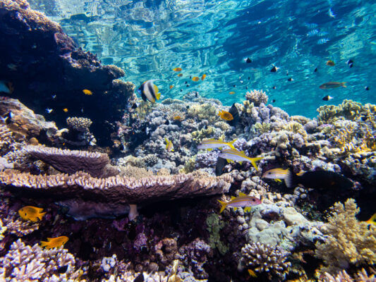 Underwater vista