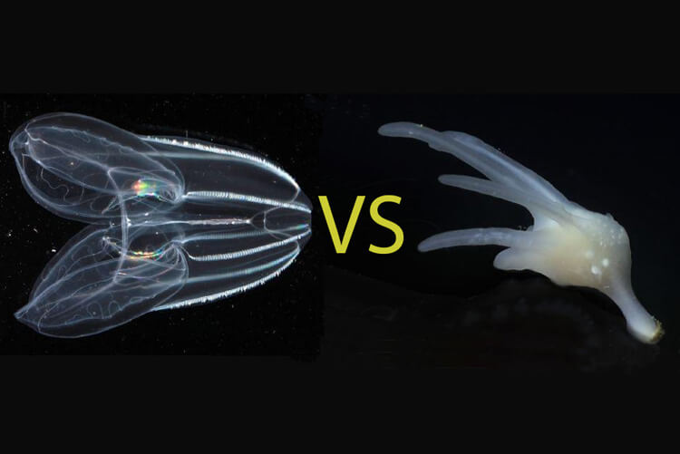 Scientists have long debated whether comb jellies (left) or sponges (right) are the sister group to all other animals. A detailed comparison of the chromosomes of these and other animals to the chromosomes of three single-celled non-animal groups finally resolves the question. (Photos courtesy of MBARI)
