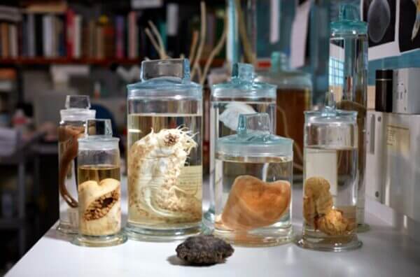 A selection of deep-sea specimens from the museum’s collection. - Trustees of the Natural History Mus...                    </div>

                    <div class=