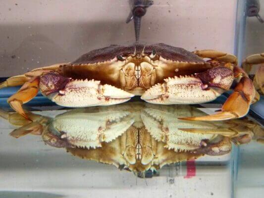 Acidification of thee ocean is causing Dungeness crabs to sniff less.