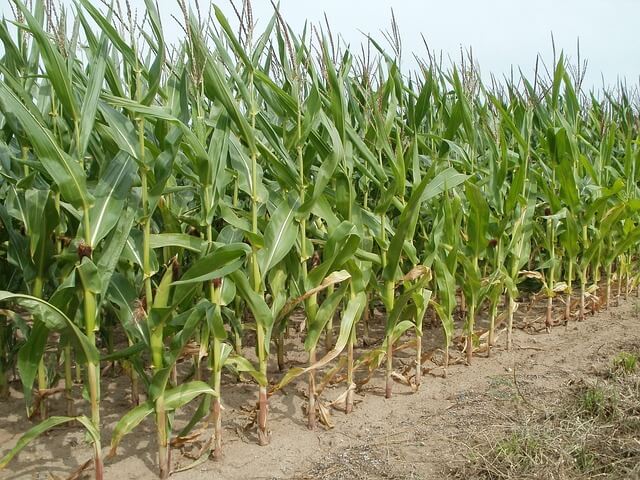 Corn on a farm