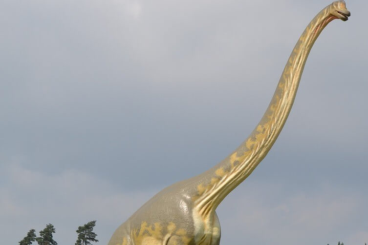 The realllly long neck of a brontosaurus