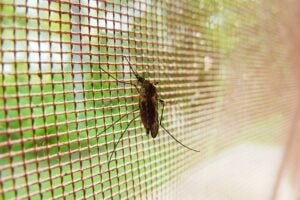 Mosquito caught on a screen