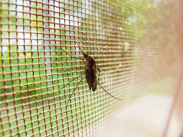 Mosquito caught on a screen