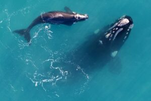 Fewer births due to lack of food are bad news for the right whale species