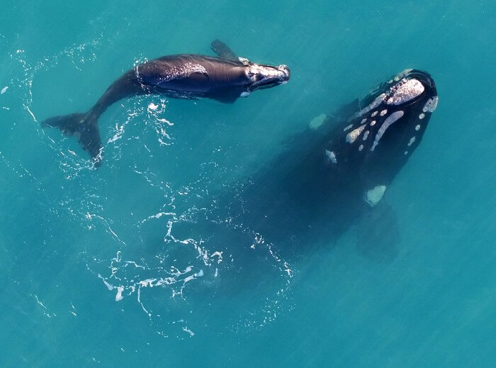 Fewer births due to lack of food are bad news for the right whale species