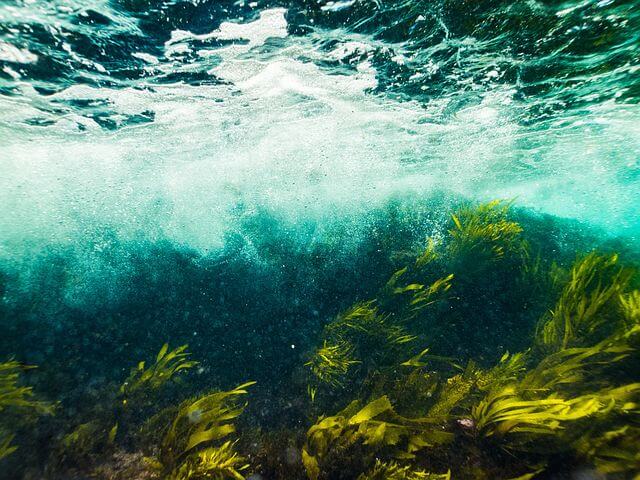 Underwater shot of seaweed