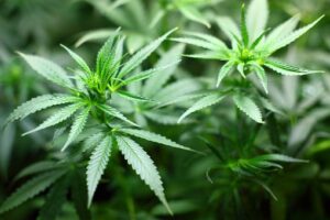 Cannabis seedlings credit pixabay
