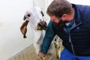 Brian Vander Ley poses with Ginger, the first gene-edited cow resistant to bovine viral diarrheal virus (BVDV).