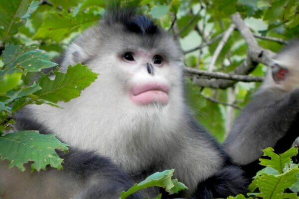 An adult male black and white snub-nosed monkey (Rhinopithecus bieti).