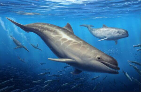 New Species of Ancient Toothed Whale Unveiled: Olympicetus thalassodon