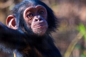 Very young chimp reaching out its hand. Credit Durham University.