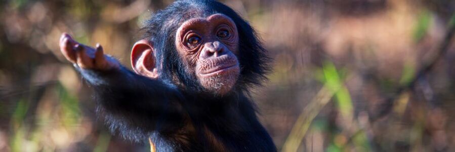 Chimpanzees research Web 1