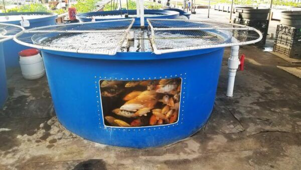 Transforming fish farms into biogas producers