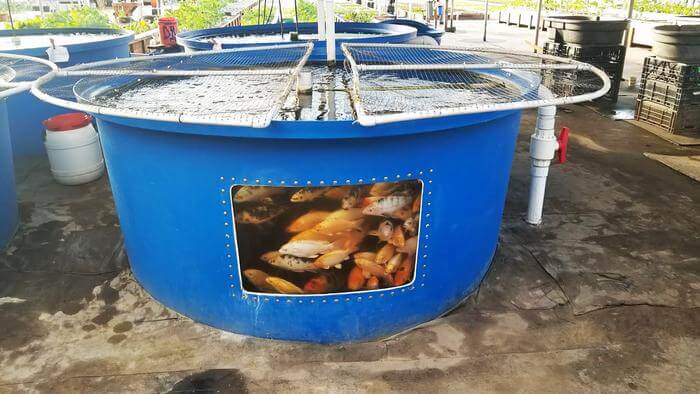 Fish raised in closed-containment farms can be coupled to plant cutltivation through a production model known as aquaponics. The researchers have now established a system to treat the hitherto ignored solid waste produced by these fish while also generating biogas from fish waste.