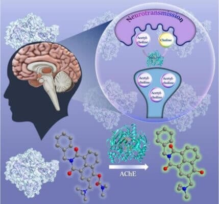 Glowing probe to detect enzyme linked to Alzheimer’s