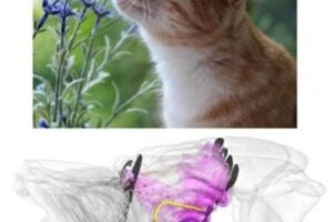 Researchers use a 3D model to find that house cats’ noses may function like highly efficient chemical analysis equipment.