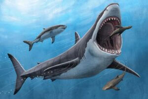 Megalodons, which went extinct 3.6 million years ago, are believed to have grown to lengths of 50 feet.