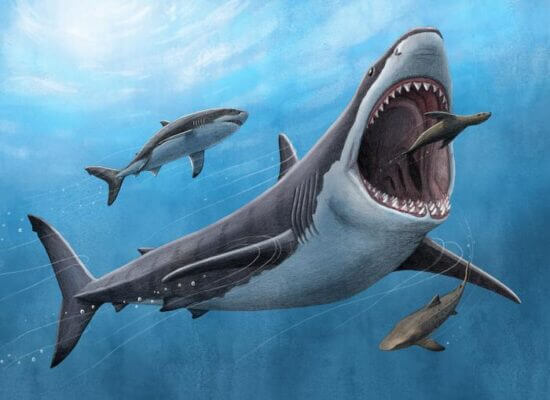 Megalodon, the Largest Marine Predator, Had Warm-Blooded Qualities that Contributed to its Extinction