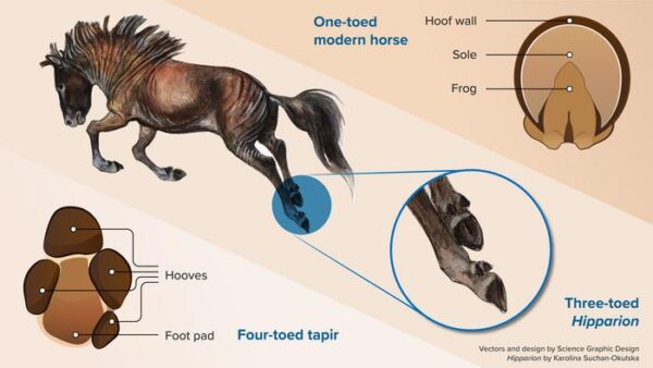 Modern horses have lost their additional toes, scientists confirm