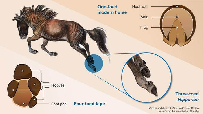 Plantar (underneath) view of feet of a four-toed tapir (left) and a one-toed horse (right) and in the middle, a reconstruction of the extinct three-toed horse