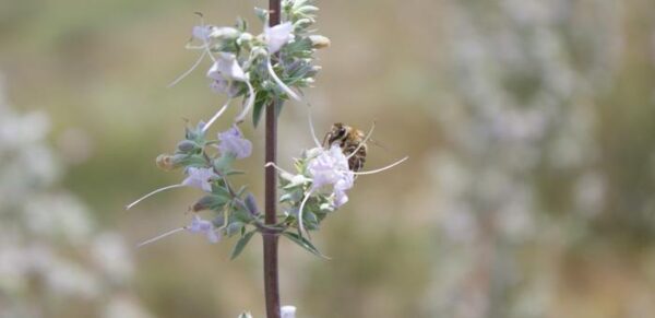 Plants pollinated by honey bees produce lower-quality offspring