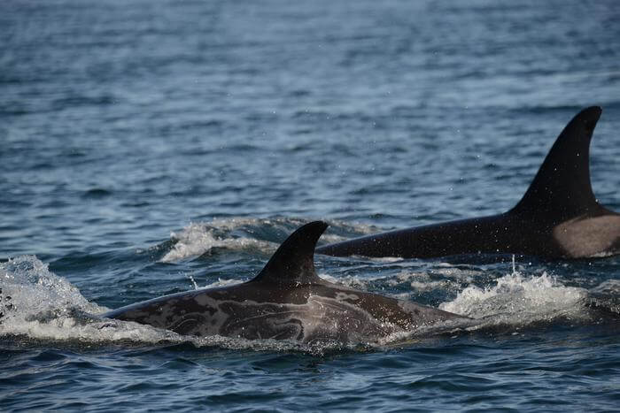 Scientists from SeaDoc Society, a UC Davis veterinary program, are concerned about gray patches observed on the skin of endangered southern resident killer whales.