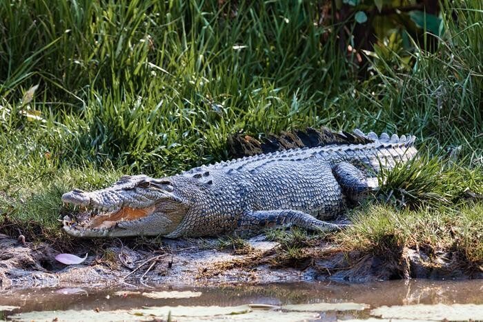 Vaccine to protect crocodiles and multi million dollar industry
